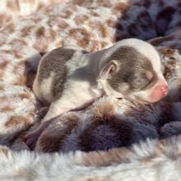 Lushie - Blue and white male Chihuahua puppy in Amity, Pennsylvania from Baxters Chihuahuas