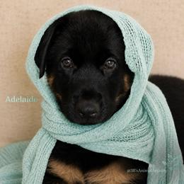 Adelaide - Black and cream female German Shepherd puppy in De Land, Florida from 3B’s Animal Artistry