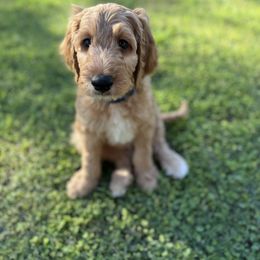 Goldendoodle Puppies from AZ Ohana Doodles