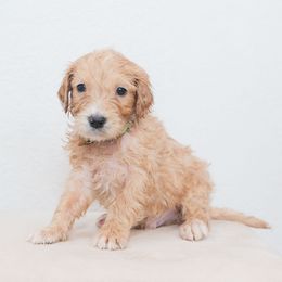 Biscuit - Cream male Goldendoodle puppy in Tucson, Arizona from Ever After Doodles Arizona