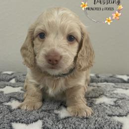 Grey boy - Cream male Dachshund puppy in Kissimmee, Florida from Dazzling Frenchies and Doxies