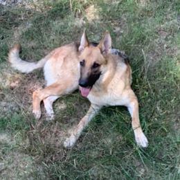 Australian Shepherds and German Shepherds from Bigler Ranch Shepherds