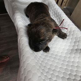 Miss Maroon - Red brindle female Cairn Terrier puppy in Savannah, Missouri from WoodSchott Cairn Terriers