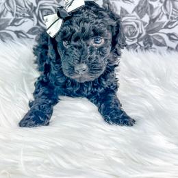 Opal - Black female Poodle puppy in from Pink Poodles and Doodles