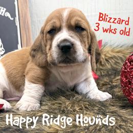 Blizzard - Mahogany and white male Basset Hound puppy in Mebane, North Carolina from Happy Ridge Hounds