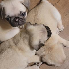 Pug Puppies from Yager Grumble South Texas Pugs