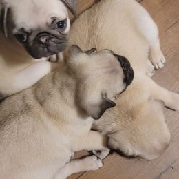 Pug Puppies from Yager Grumble South Texas Pugs