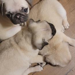 Pug Puppies from Yager Grumble South Texas Pugs