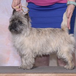 Border Collie, Boston Terrier, and Cairn Terrier All Grown Up from Stoneridge kennel