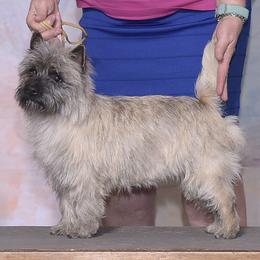 Border Collie, Boston Terrier, and Cairn Terrier All Grown Up from Stoneridge kennel