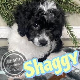 Shaggy - Black and white male Cockapoo puppy in Anniston, Alabama from Mason Farmhouse Poodles, Doodles & Poos (Breeding & Stud Services)