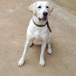 Labrador Retrievers from Bayou Dixieland Labrador Retrievers kennel