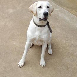 Labrador Retrievers from Bayou Dixieland Labrador Retrievers kennel