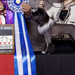 Olive - Chinese Crested