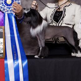 Olive - Chinese Crested