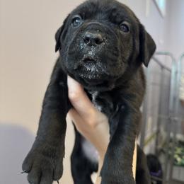 Yellow collar - Black female Cane Corso puppy in Rochester, New York from Forbidden Fruits Kennels