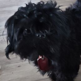 Winston - Shih Tzu