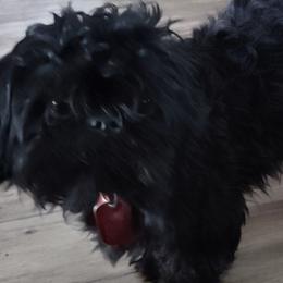 Winston - Shih Tzu