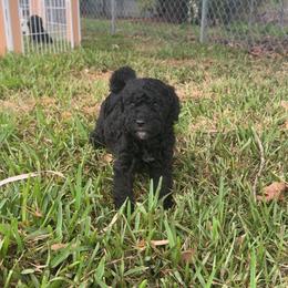 Amethyst - Black female Poodle puppy in Fort Lauderdale, Florida from SoFlo Standard Poodles