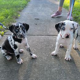 Catahoula Leopard Dog Puppies from Peach Tree Catahoulas