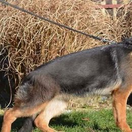 German Shepherds from M&M Shepherd Farms