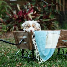 Australian Shepherd Puppies from Sandollar Aussies