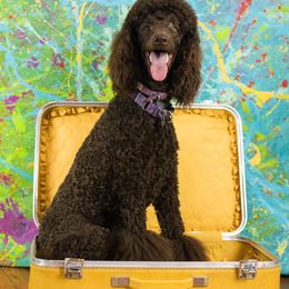 Poodle Puppies from My Buddies Puppies