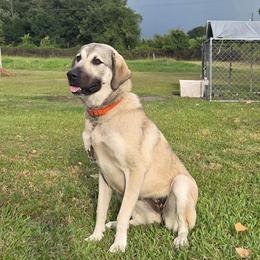 Razzel - Gray fawn female Anatolian Shepherd Dog puppy in Fort Pierce, Florida from Groundwork Farmstead