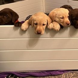 Labrador Retrievers from Be Brave