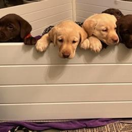 Labrador Retrievers from Be Brave
