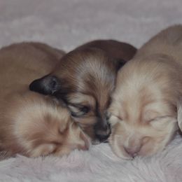 Dachshund puppies from DesForges Dachshunds.