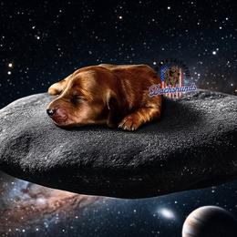 AFDs June - Red female Dachshund puppy in Waverly, Ohio from Always Faithful Dachshunds