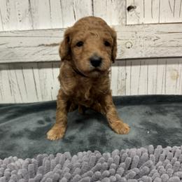 Black Collar Boy 2150 - Red  male Goldendoodle puppy in Alvin, Texas from JP Southern Doodles