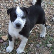 Canaan Dog Puppies from Kol Tuv Canaan Dogs