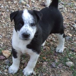 Canaan Dog Puppies from Kol Tuv Canaan Dogs