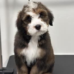 Bernedoodle and Cavapoo Puppies from Main Street Bernedoodles