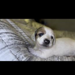 Black and Tan Piebald Male 1 - Piebald male Dachshund puppy in Blackstone, Virginia from Cheyenne's Dachshunds