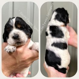 English Springer Spaniel Puppies from South Texas Springers