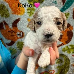 KoKo - White female Cavapoo puppy in Greensburg, Kentucky from Doodle Me Crazy