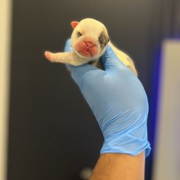 Mattie - Fawn and white female Bulldog puppy in Charlotte, North Carolina from Golden Leaf Kennels LLC