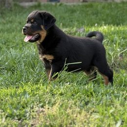 Simba - Black and mahogany Rottweiler puppy in Dayton, Ohio from LMR Kennel