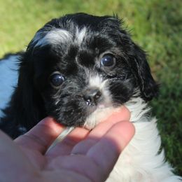 Midori.  In Arkansas - Black and white Cavapoo puppy in Arkansas from Brew House