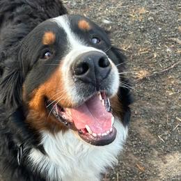 Bernese Mountain Dogs from Sol Meadows Bernese