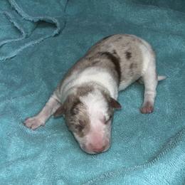 Stella - Sable merle female Border Collie puppy in Henagar, Alabama from Ridge Kap Border Collies
