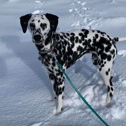 Basset Hound and Dalmatian Puppies from Lazy B Bassets and Dalmatians
