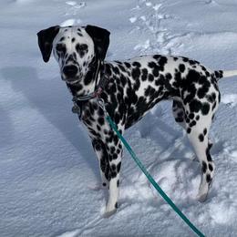 Basset Hound and Dalmatian Puppies from Lazy B Bassets and Dalmatians