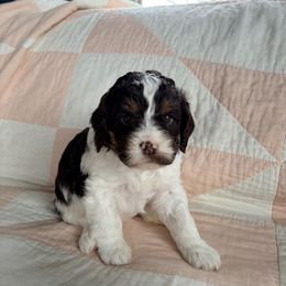 Ernestine - Liver white and tan female Springerdoodle puppy in Dundee, Ohio from Evalina Miller's Spaniels