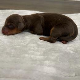 Hazel - Chocolate and tan female Dachshund puppy in Live Oak, Florida from Johnson’s Weiner Farm