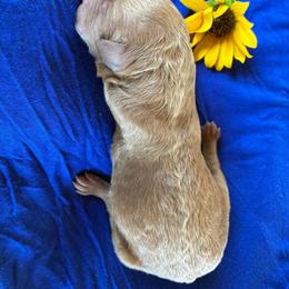 Skip - Caramel red male Labradoodle puppy in Montrose, Colorado from Ithilien Labradoodles