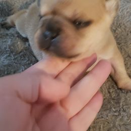 French Bulldog Puppies from Kelli's Frenchies